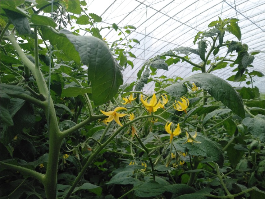 番茄茎老化怎么恢复,番茄髓部坏死怎么造成的