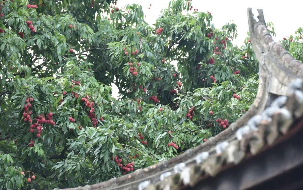 流传千年的风味,那一抹不变幻的甜,是莆田人心头好