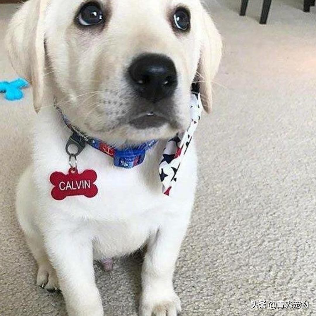 宠狗注意事项,宠兽小知识大全