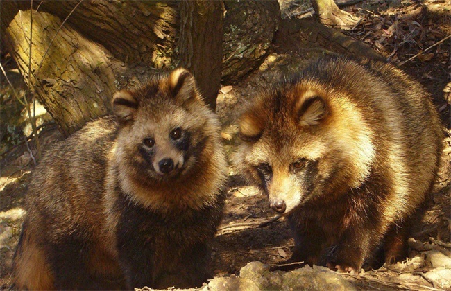 璨夊瓙鍏绘畺楠楀眬,璨夊瓙鍏绘畺