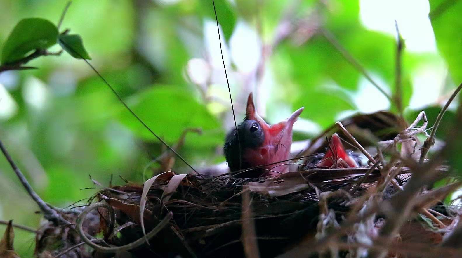 景美人善！我红耳鹎成都“安家”日常曝光