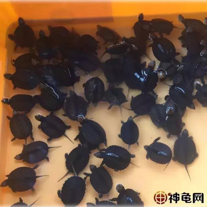 龟苗出壳后，喂食、环境的护理