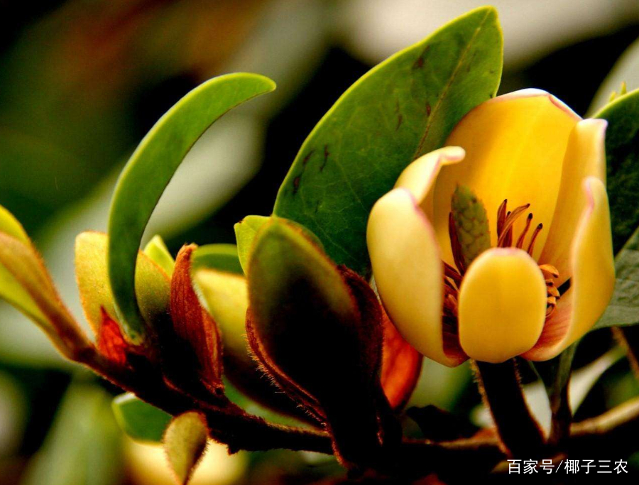 含笑花的繁殖方法和注意事项视频,含笑花的养殖方法和注意事项