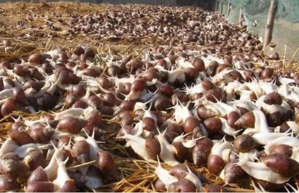 一学就会的致富经为何一做就成“致负经”，原因何在？