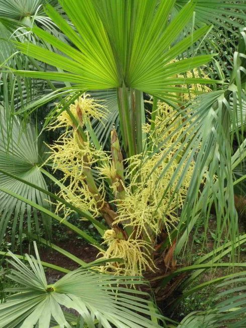 100种常见观叶植物图鉴史上最全,农村常见的100种植物