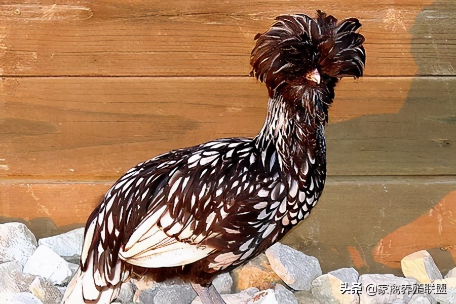 养鸡10种赚钱方法,小伙养鸡有绝招一年净赚上千万