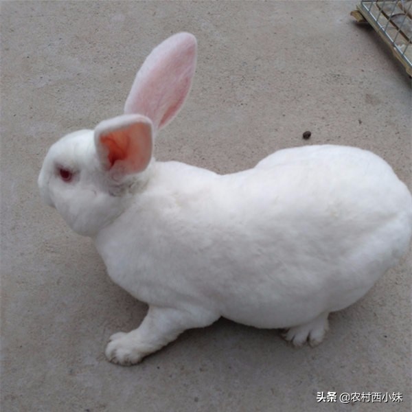 不同兔子要养多久才可以生崽,不同窝的兔子怎么放在一起养