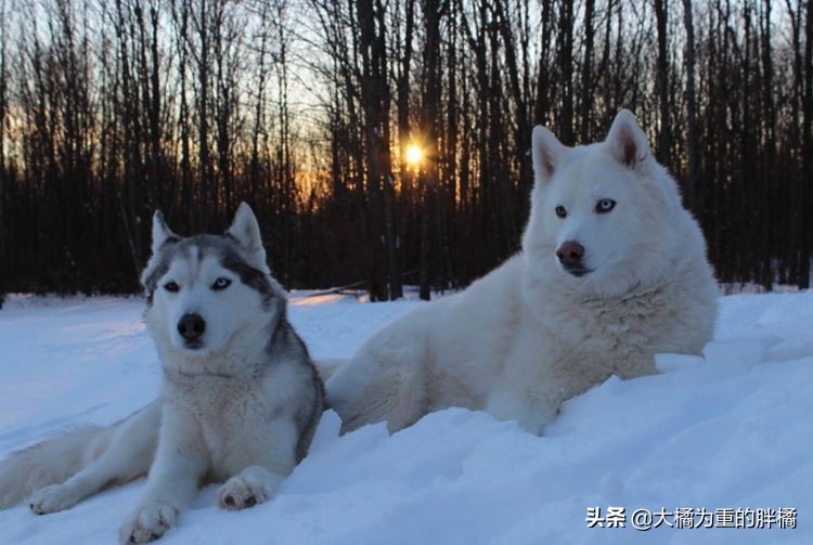 犬界中哪些狗狗性格最温顺,狗界中六种智商比较低的狗狗