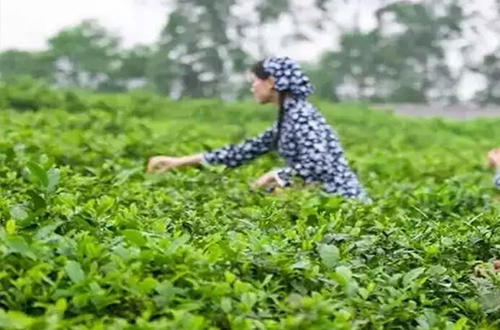 苏州碧螺春茶因为什么而著称,十大名茶之碧螺春