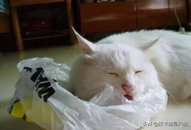 猫咪啃塑料袋是缺钙还是有猫毛,猫咪啃袋子需要吃什么