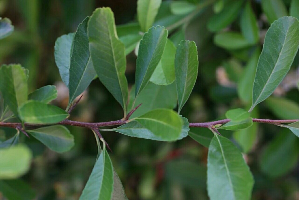 植物图鉴窄叶火棘,植物图鉴灌木