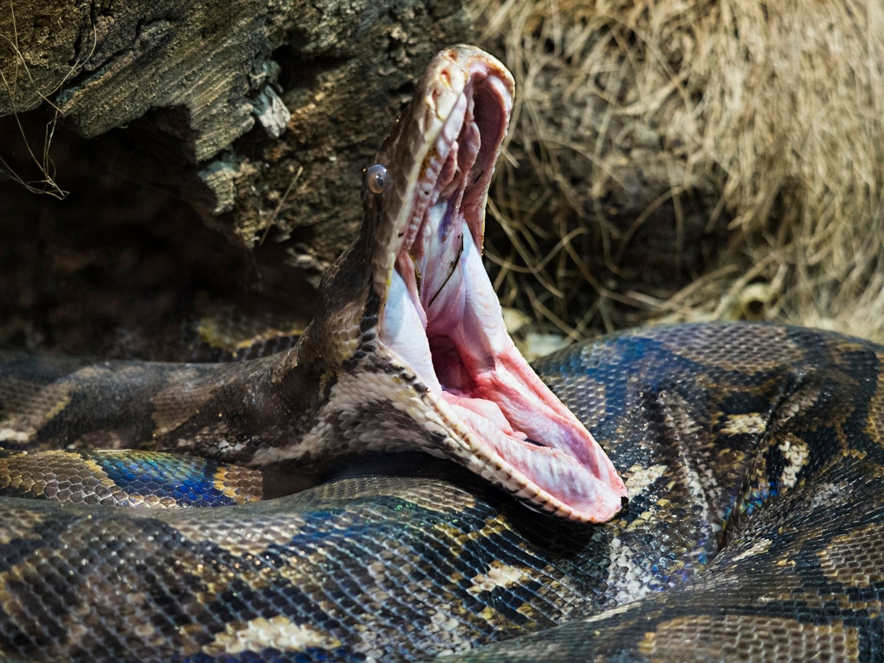 人类在蛇肚子里能存活多久,人在蟒蛇肚子里能活吗