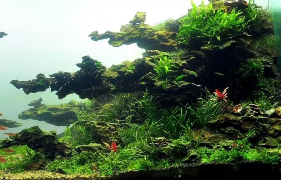 草缸造景教程:胶水造景太温柔,男人就该上电钻