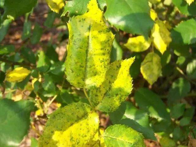 月季叶片受肥害表现,月季花为啥是药罐子