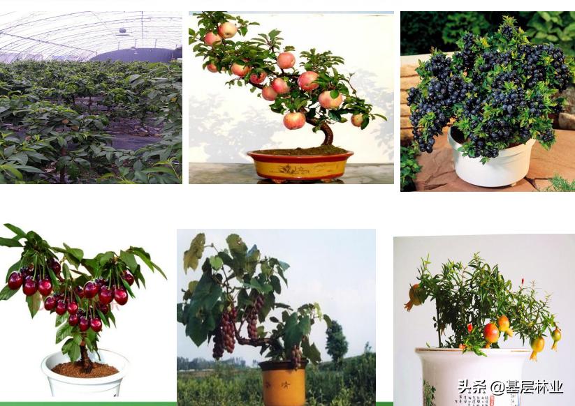 从区位极佳的百亩优质园地急寻有识之士加盟，谈投资农业的艰辛