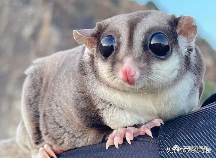 小小蜜袋鼯会咬人吗,新手养蜜袋鼯必须要注意的点