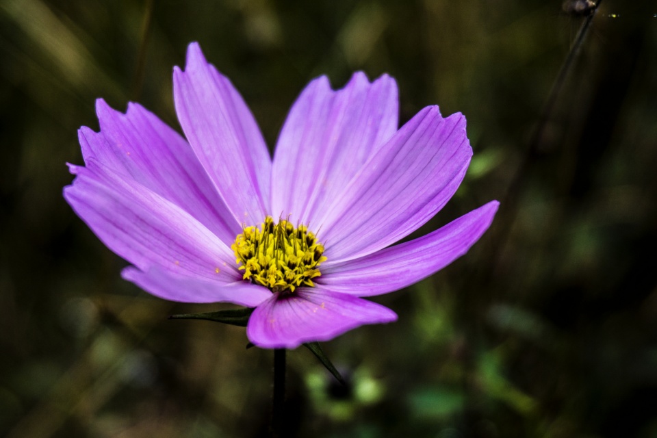 双子女的魅力在十二星座里怎么样,十二星座双子女跟哪个绝配