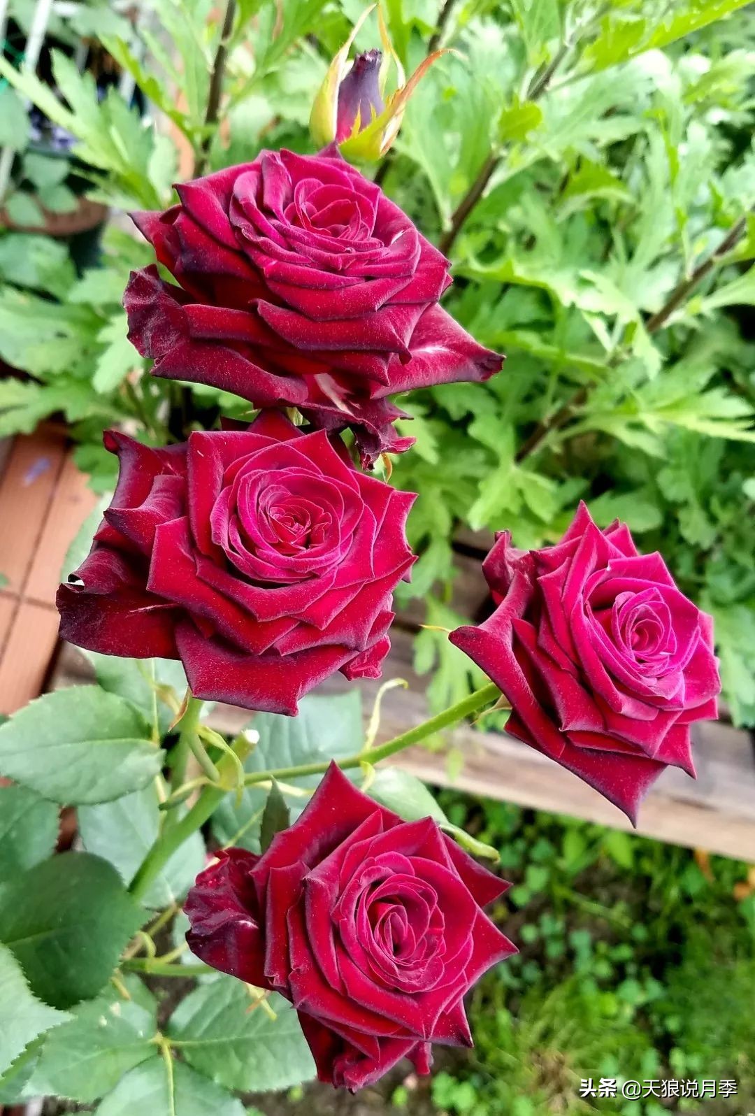 月季花瓣里面藏的黑虫,月季土里有黑虫子怎么回事