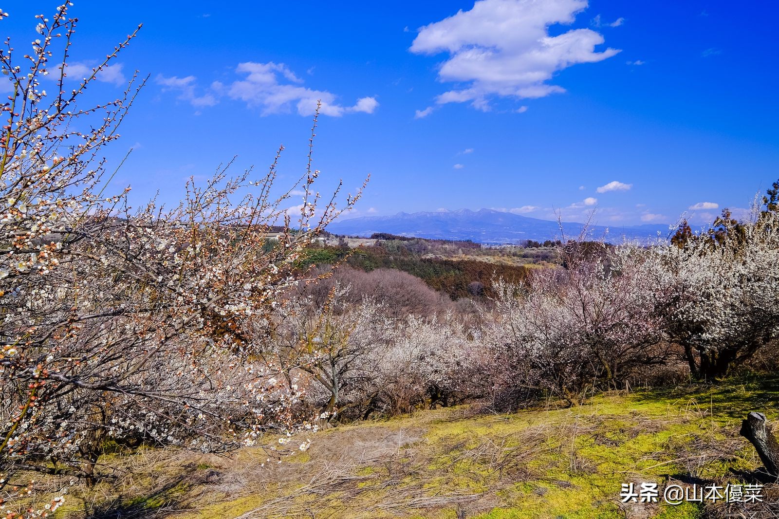不先一步感受春天的到来吗日本全国华丽的梅花名胜