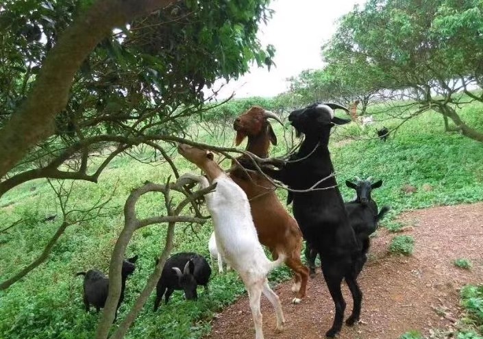 文蕴秀岭,馨怡乐园|廉江文秀岭农牧场散记