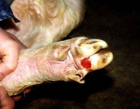 口蹄疫和猪蹄裂区别,猪蹄口蹄疫是什么原因