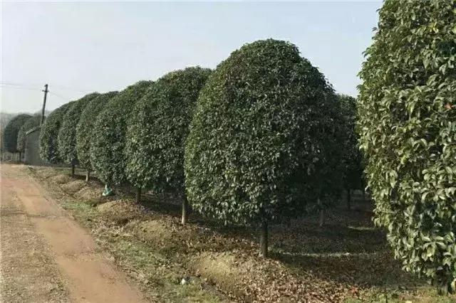 「苗木通新晋会员」湖州陈春耕：细节具体、价格适中、售后保障