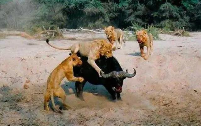 狮虎斗动图,地坑狮虎斗