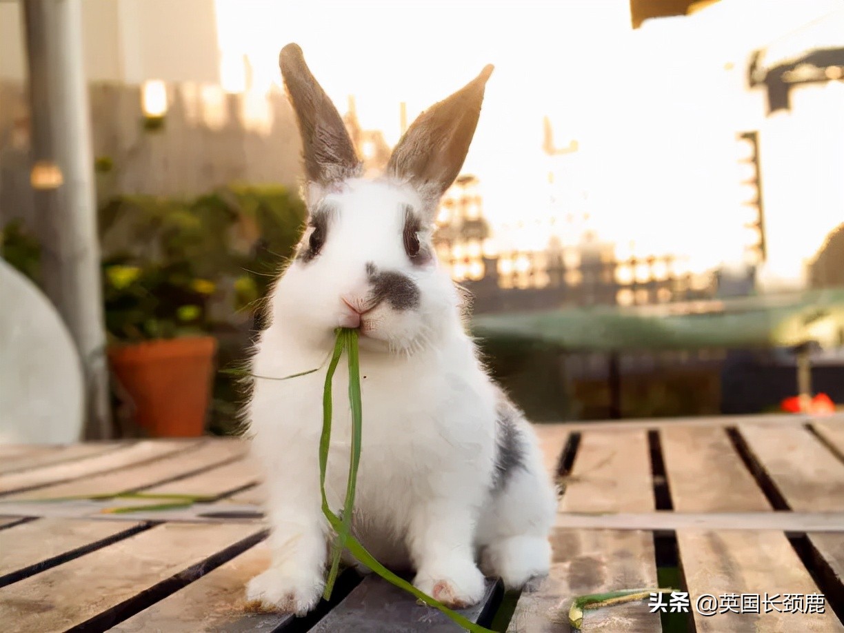 羊驼专治什么病,羊驼治愈厌食症