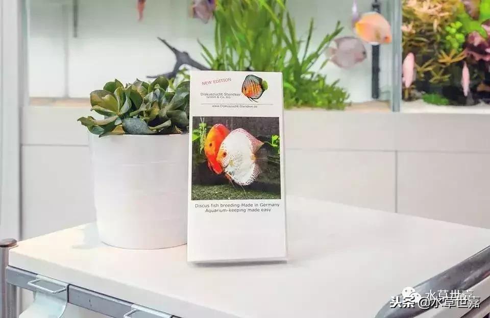 七彩神仙鱼水族箱布景,七彩神仙鱼苗繁殖技术