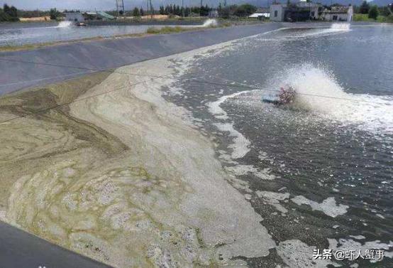 南美白对虾池塘急性倒藻如何处理,池塘倒藻引起氨氮升高怎么处理