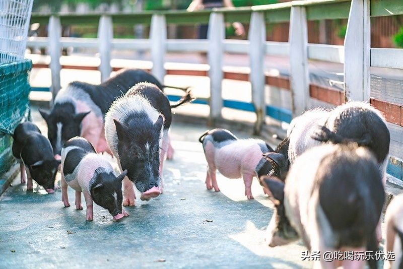 厦门灵玲动物王国大熊猫,厦门马戏团灵玲动物王国观光游览