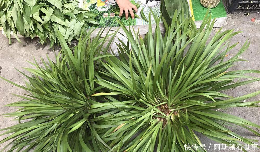 河边石头上的韭菜，以前摘来熏蚊子，如今20元一斤却少有人种植