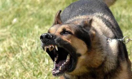 怎么教狗狗不要咬自己,狗狗想咬手怎么办