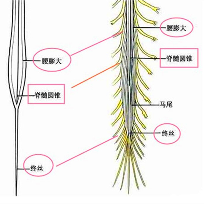 辟谣,猫咪尾巴一直不动很正常?错,不仅反常更有瘫痪风险