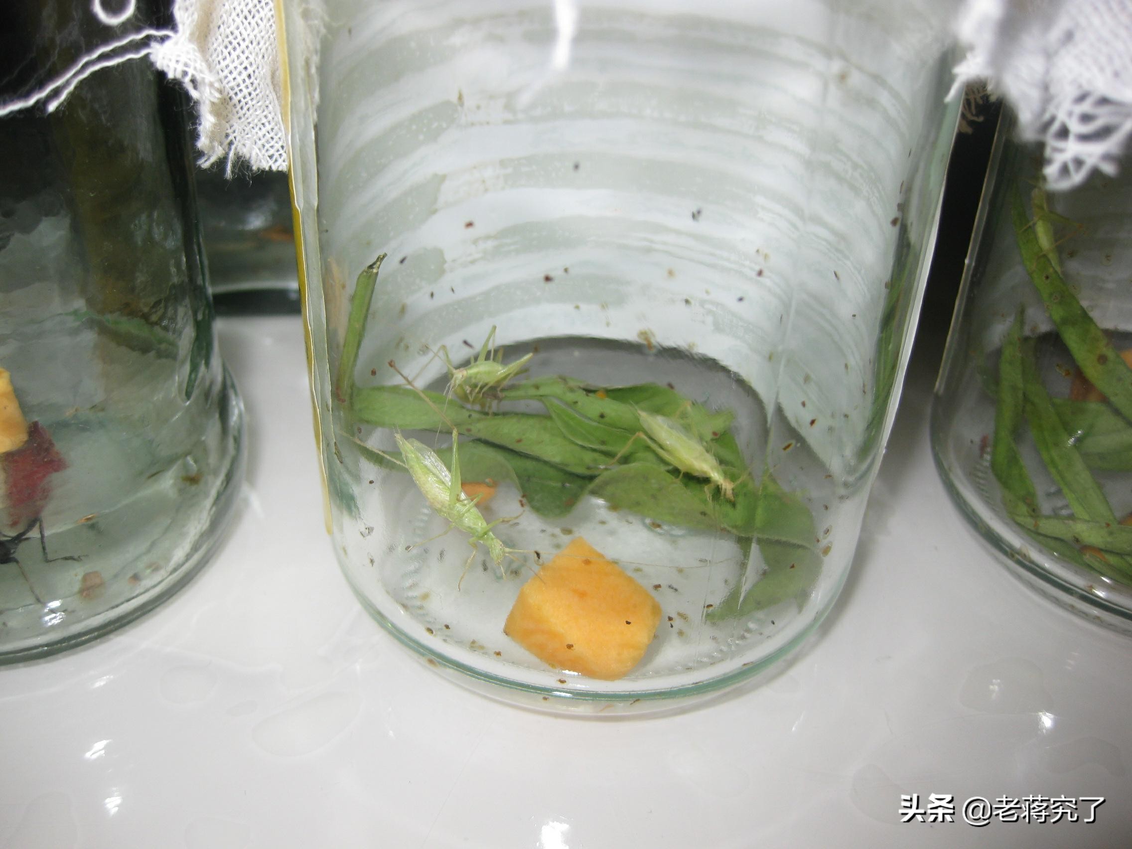 秋天到蟋蟀叫完整版,秋天到蟋蟀叫教材朗读