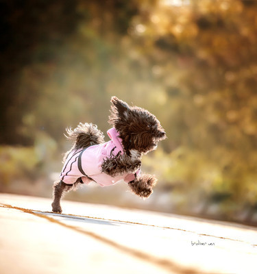 狗狗从小就很凶怎么办,狗狗从小怕人怎么办