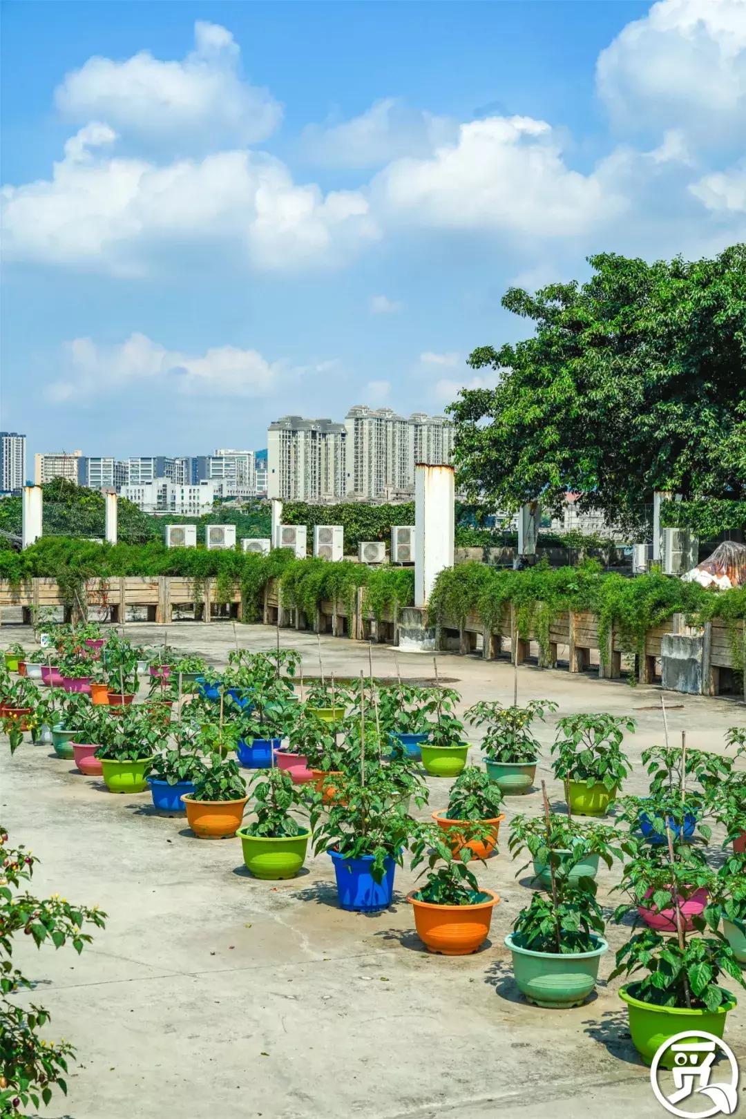 深圳「废弃染布厂」变废为宝，化身“湖畔花园”美若世外桃源！