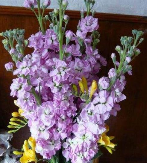 紫罗兰吊兰怎么养护才能养好,紫罗兰养护方法鲜切花