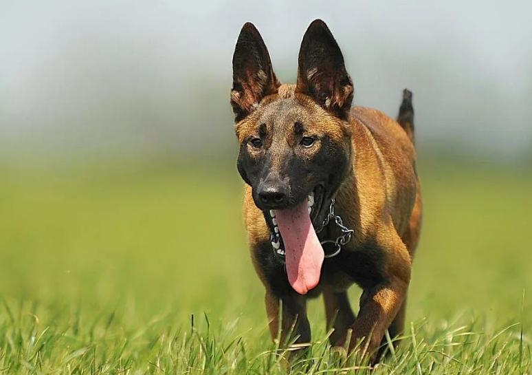 养马犬有什么好处视频,养马犬的十大好处图文