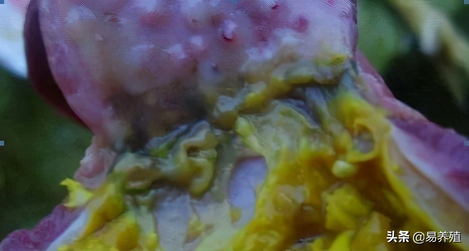 易养殖：带你治好鸡腺胃炎