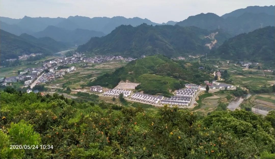 张家界的莓茶酥,张家界的莓茶是什么植物