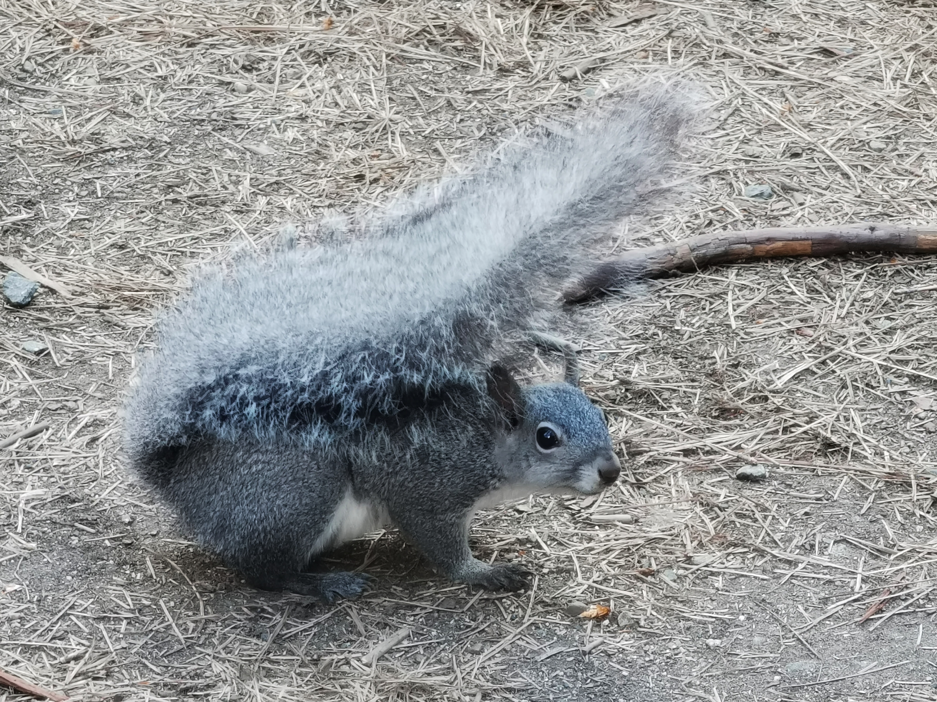 加利福尼亚优胜美地,美国旧金山优胜美地
