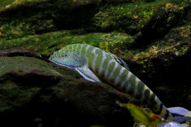 鱼缸养什么淡水小型观赏鱼好养活,石头造景原生缸小型观赏鱼