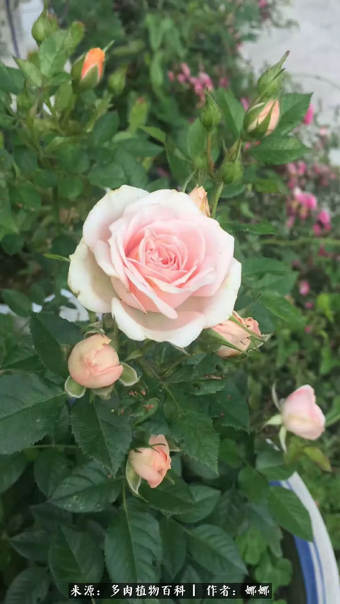 篱笆花开情常在，守你一生不变！