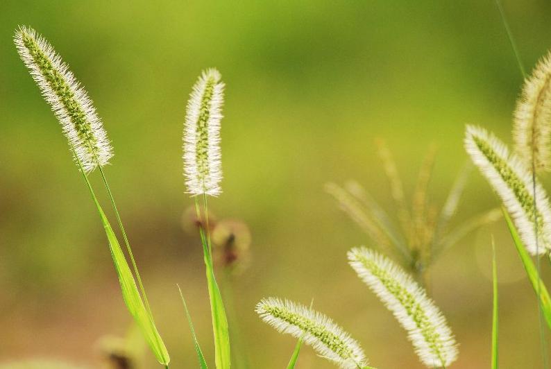 狗尾草到底是什么,狗尾草图解及用途