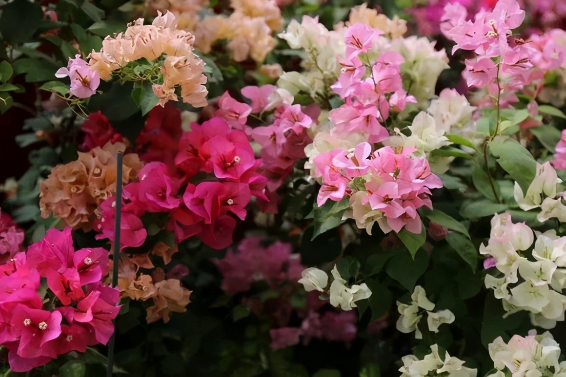 一根枝条插土里怎么生根,下山老桩扦插生根最快方法