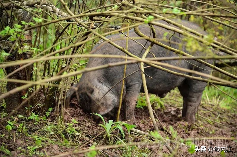内江黑猪和乌金猪,内江黑猪跟太湖猪是一样吗