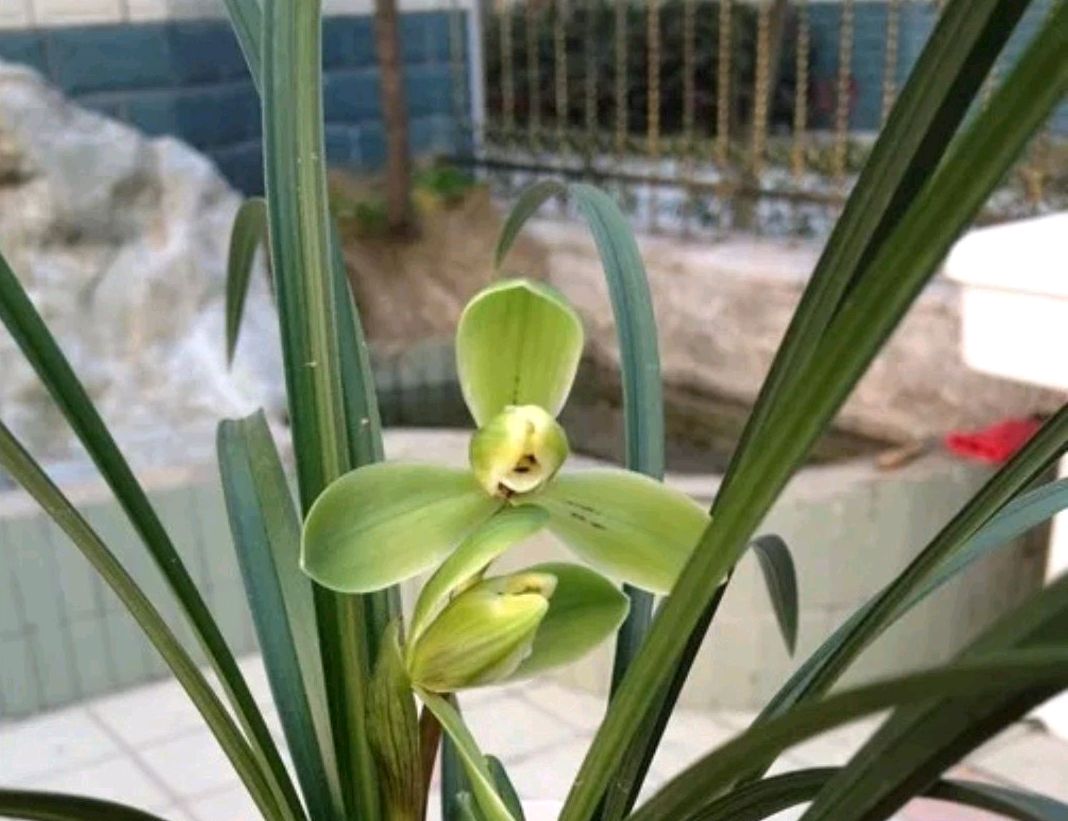 春兰宋梅怎么养才容易开花呢,春兰宋梅养护方法及注意事项