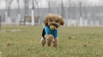苏州遛狗不牵绳抓狗现场,苏州养狗条例对于不牵狗绳的处罚