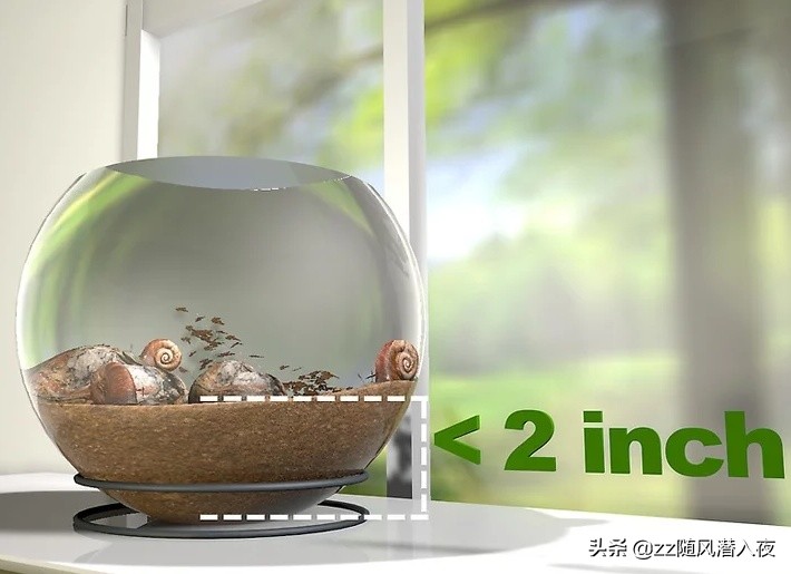 饲养蜗牛记录,如何饲养蜗牛蛋